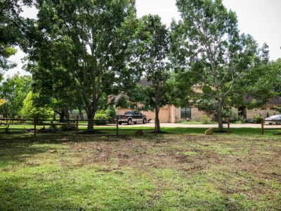 tree service houston tree removal tree trimming