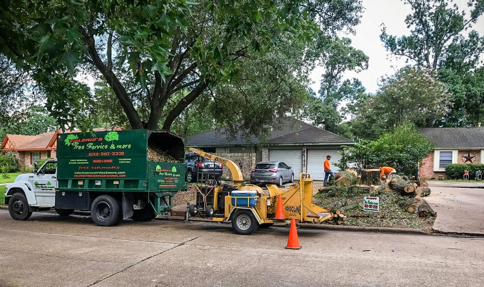 houston tree removal