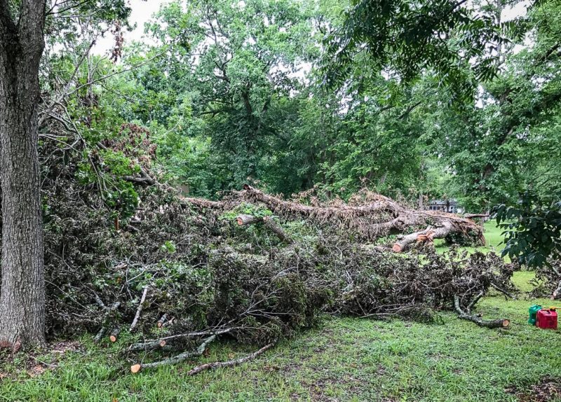 tree service houston tree removal tree trimming