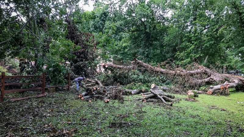 tree service houston tree removal tree trimming