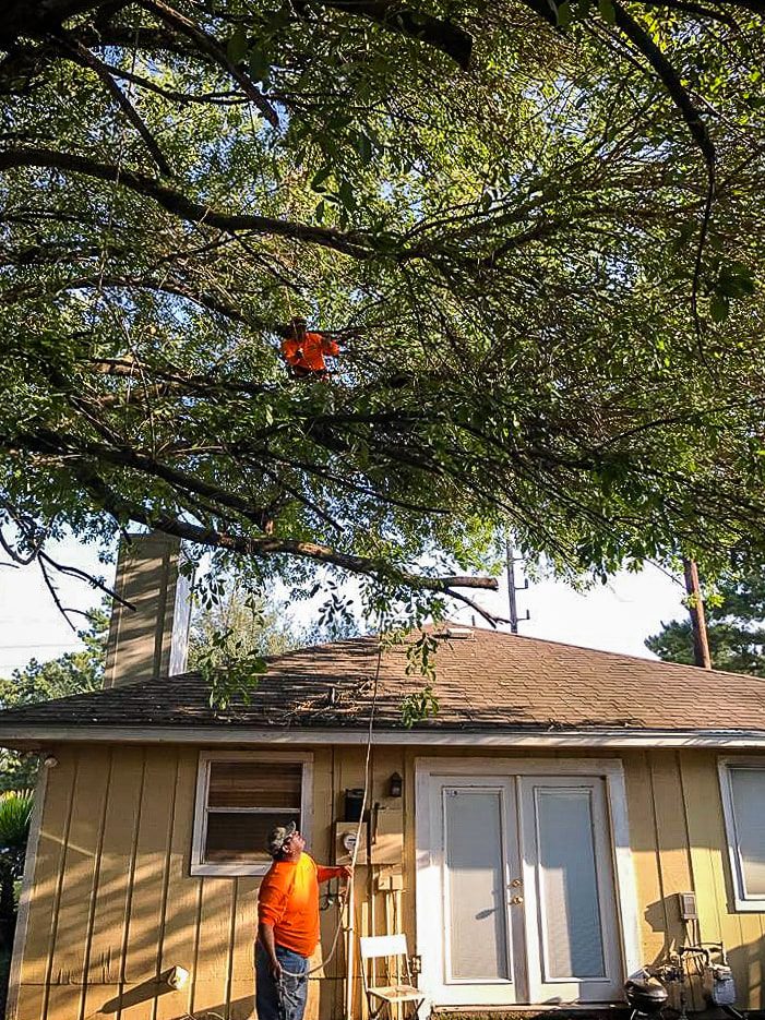 Uplifting Tree Service