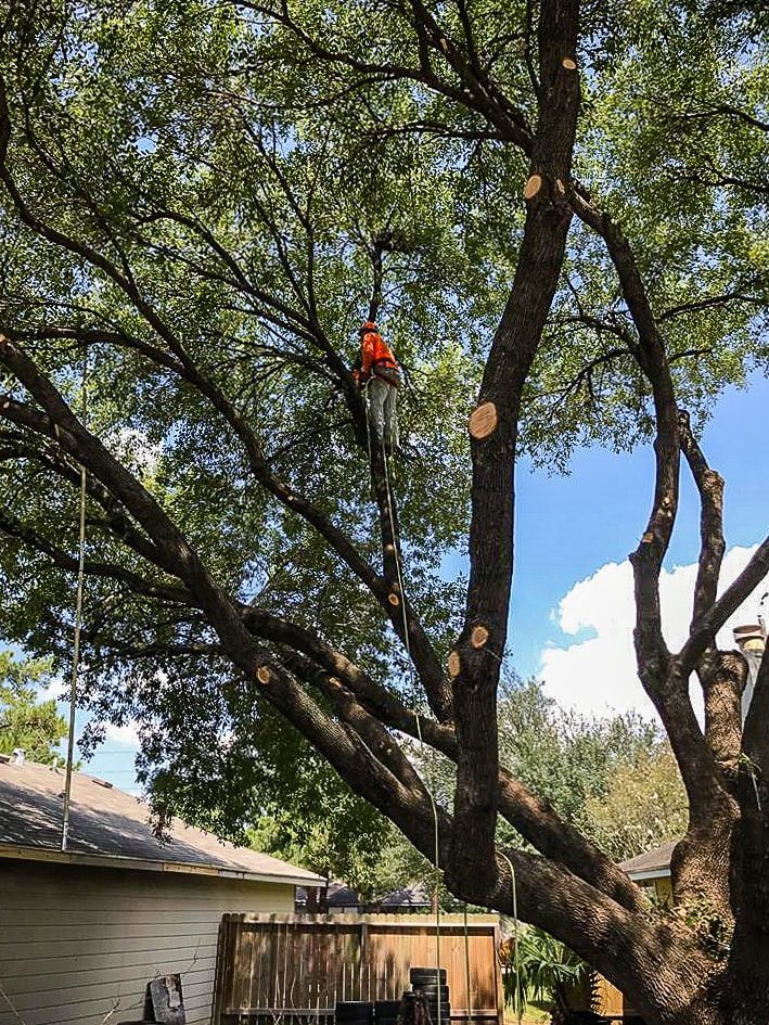 tree service houston tree removal tree trimming