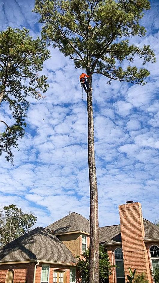 tree service houston tree removal tree trimming