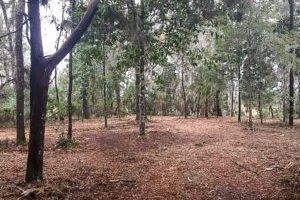 Land Clearing and Brush Grinding Services