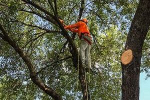 Houston Tree Trimming