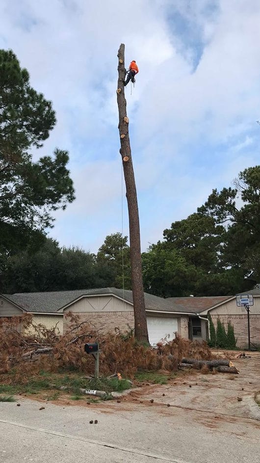 houston tree removal