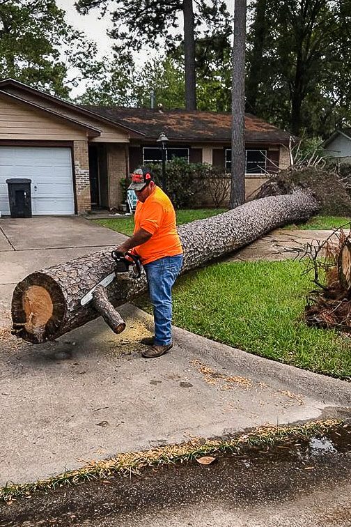 tree service houston tree removal tree trimming