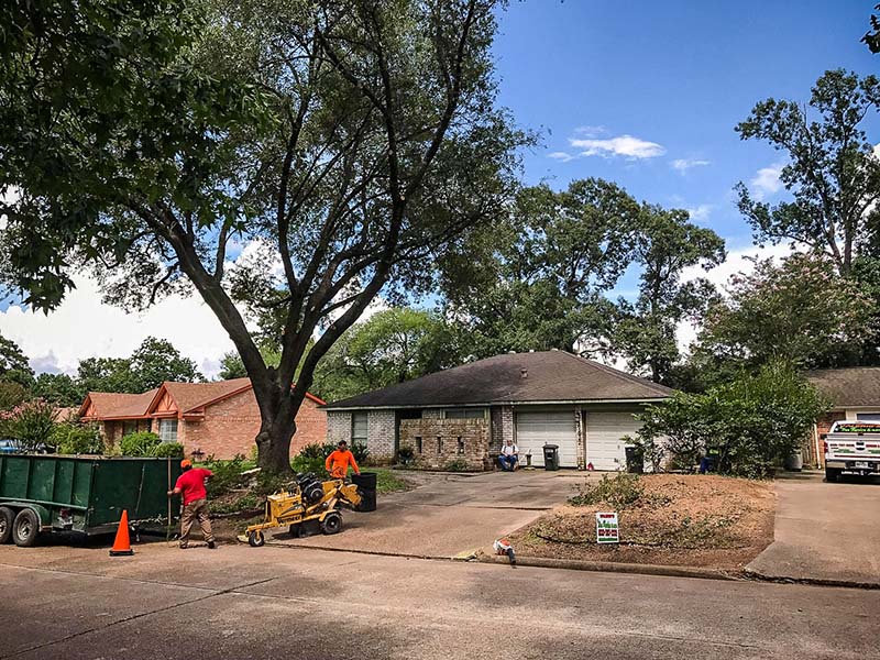 tree service houston tree removal tree trimming