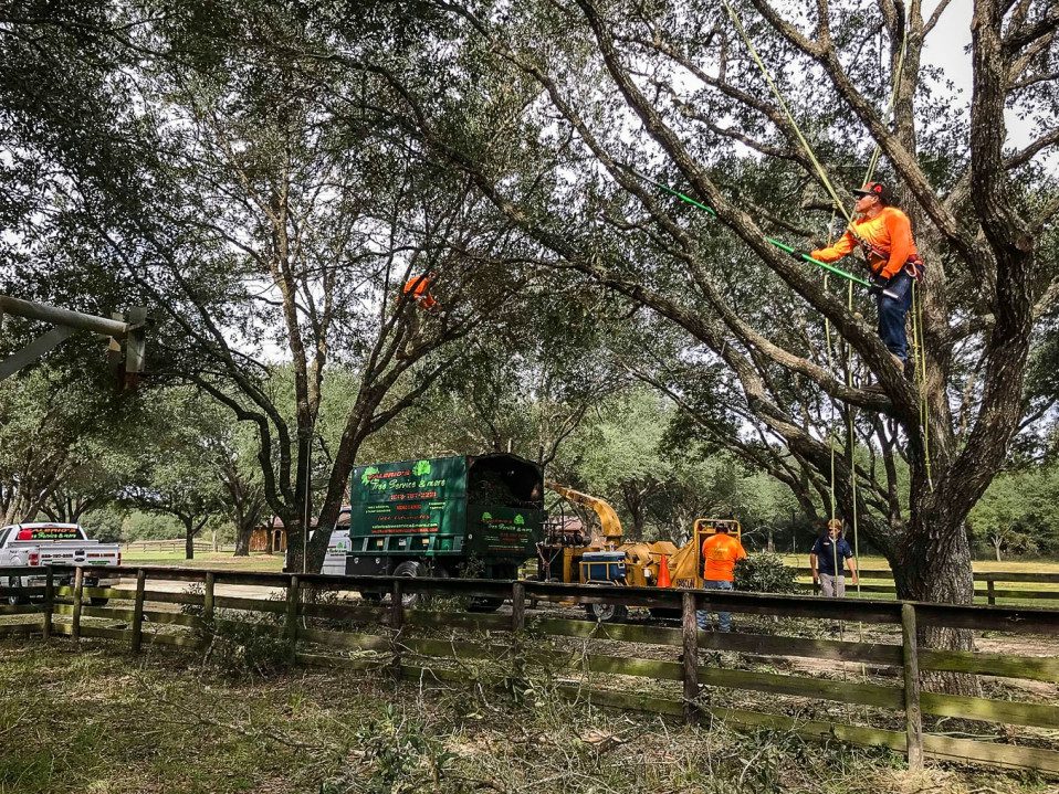 tree service houston tree removal tree trimming