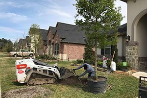 Houston Tree planting service 5