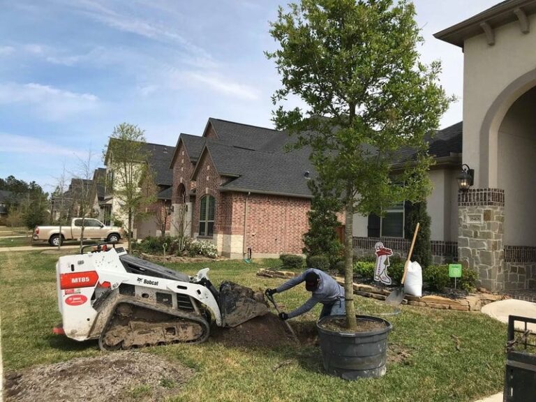 Tree Planting in Houston Valerio's Tree Service & More