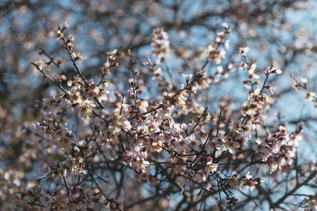 The best decorative trees in Texas