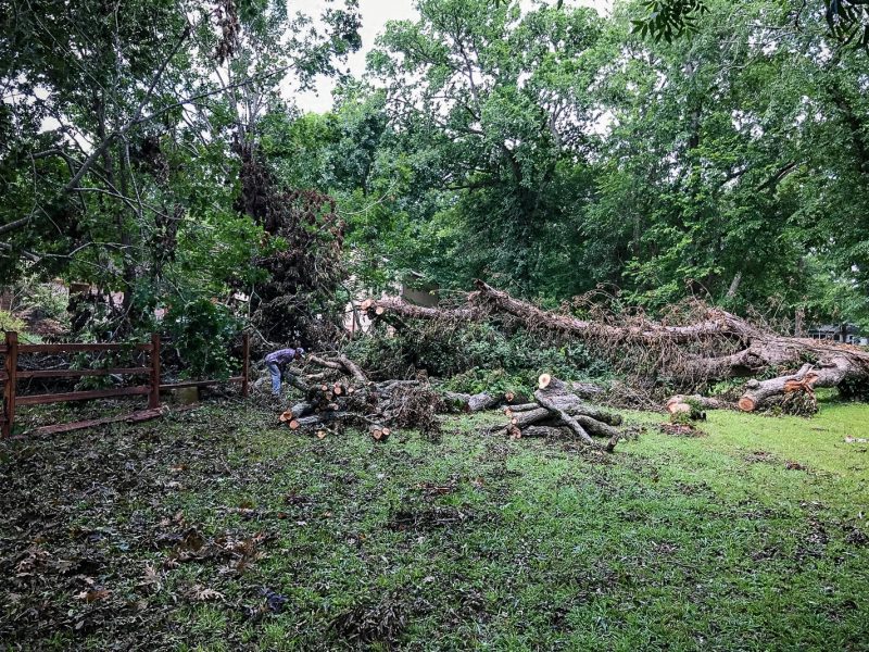 houston tree service