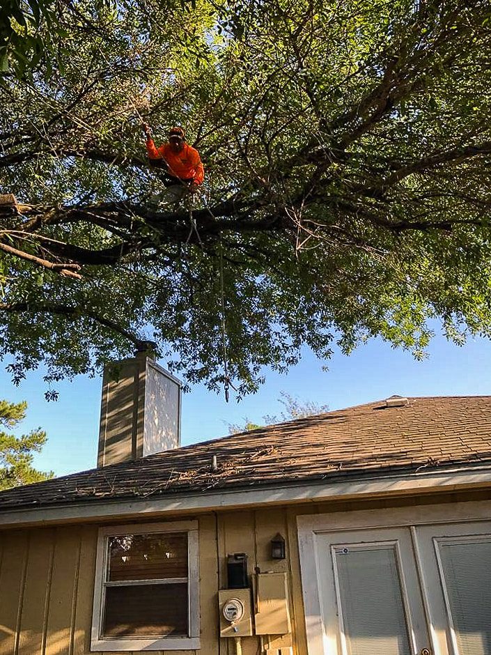 Houston Tree Service / houston tree pruning