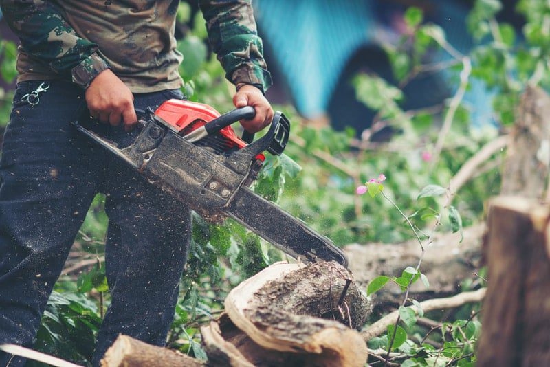 5 Must-Have Tree Trimming Safety Tips / Texas city Tree Service