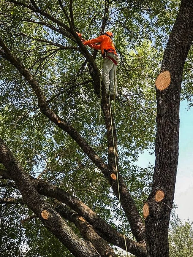 Certified arborists in Houston Texas