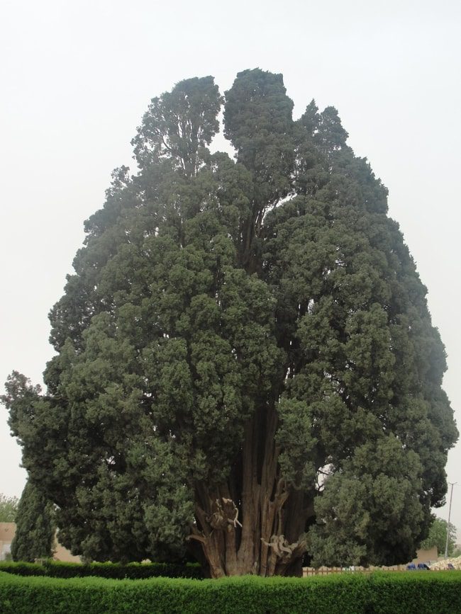 The Oldest US Trees