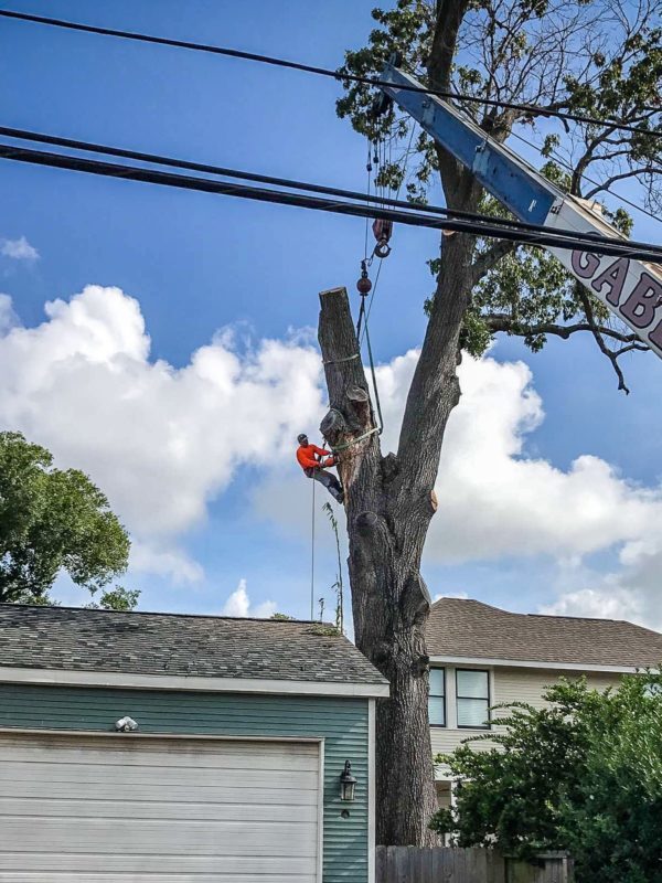 Heights tree removal