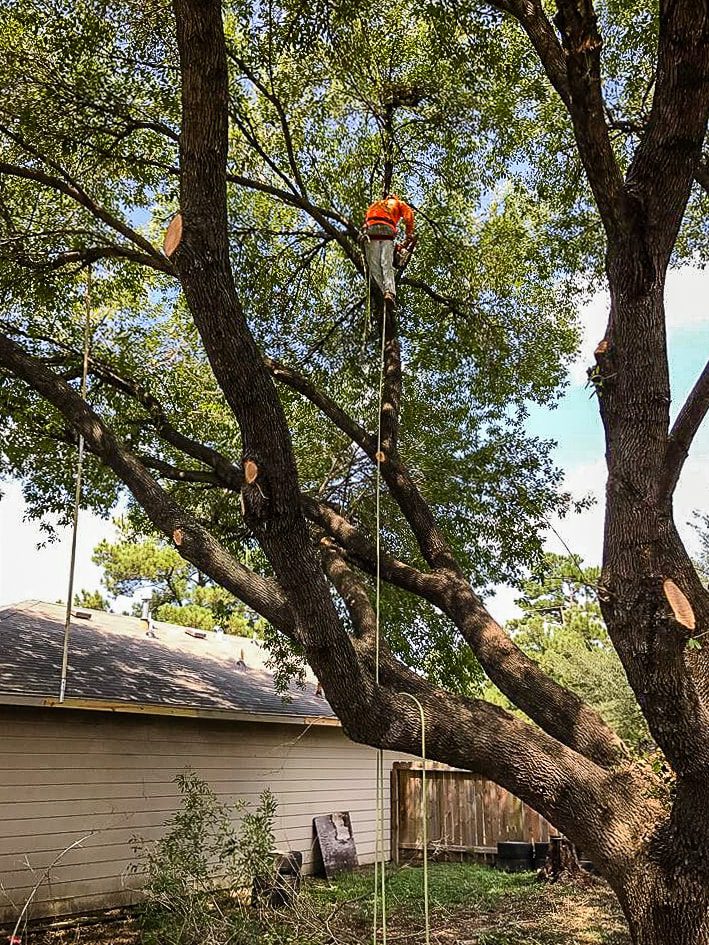 Houston-Tree-Service-