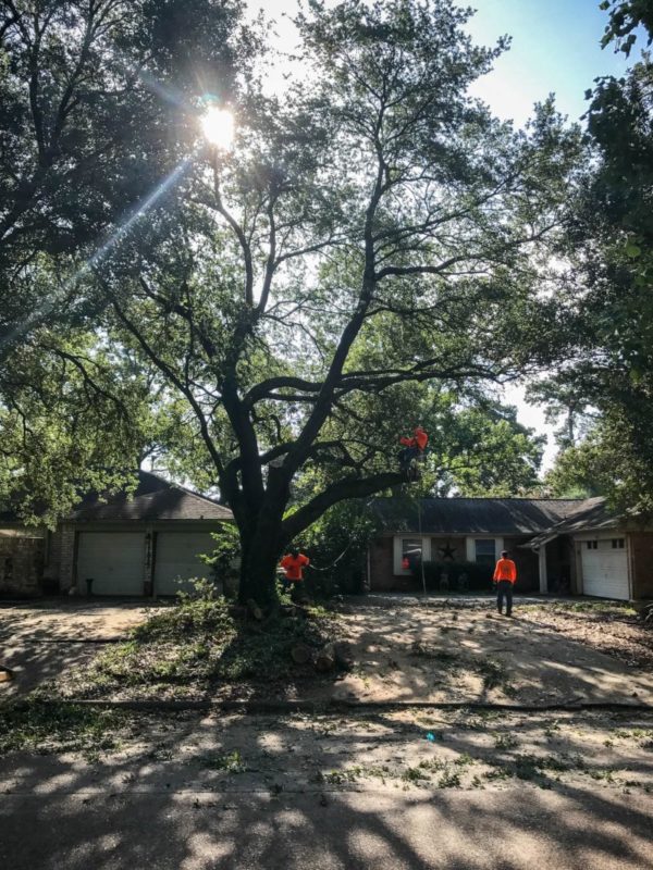 Large oak tree removal
