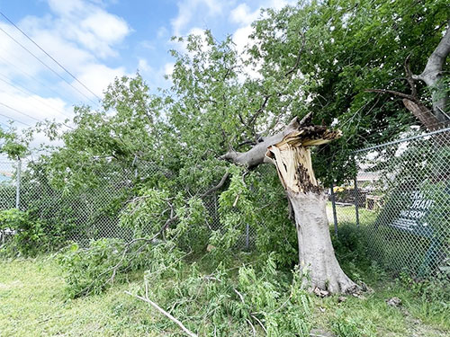 service-storm-cleanup