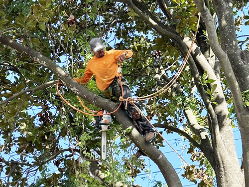 service-tree-trimming