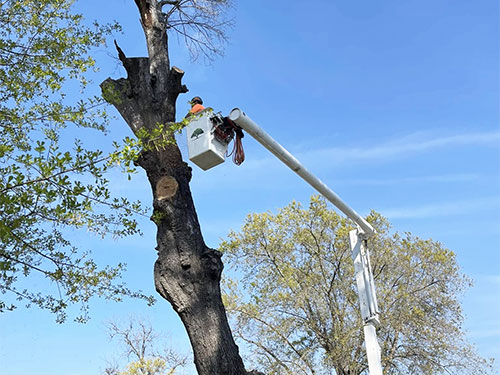 service-tree-uplifting