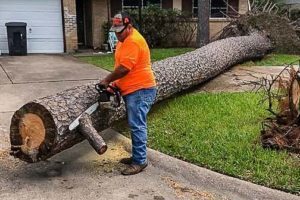 tree service houston tree removal tree trimming