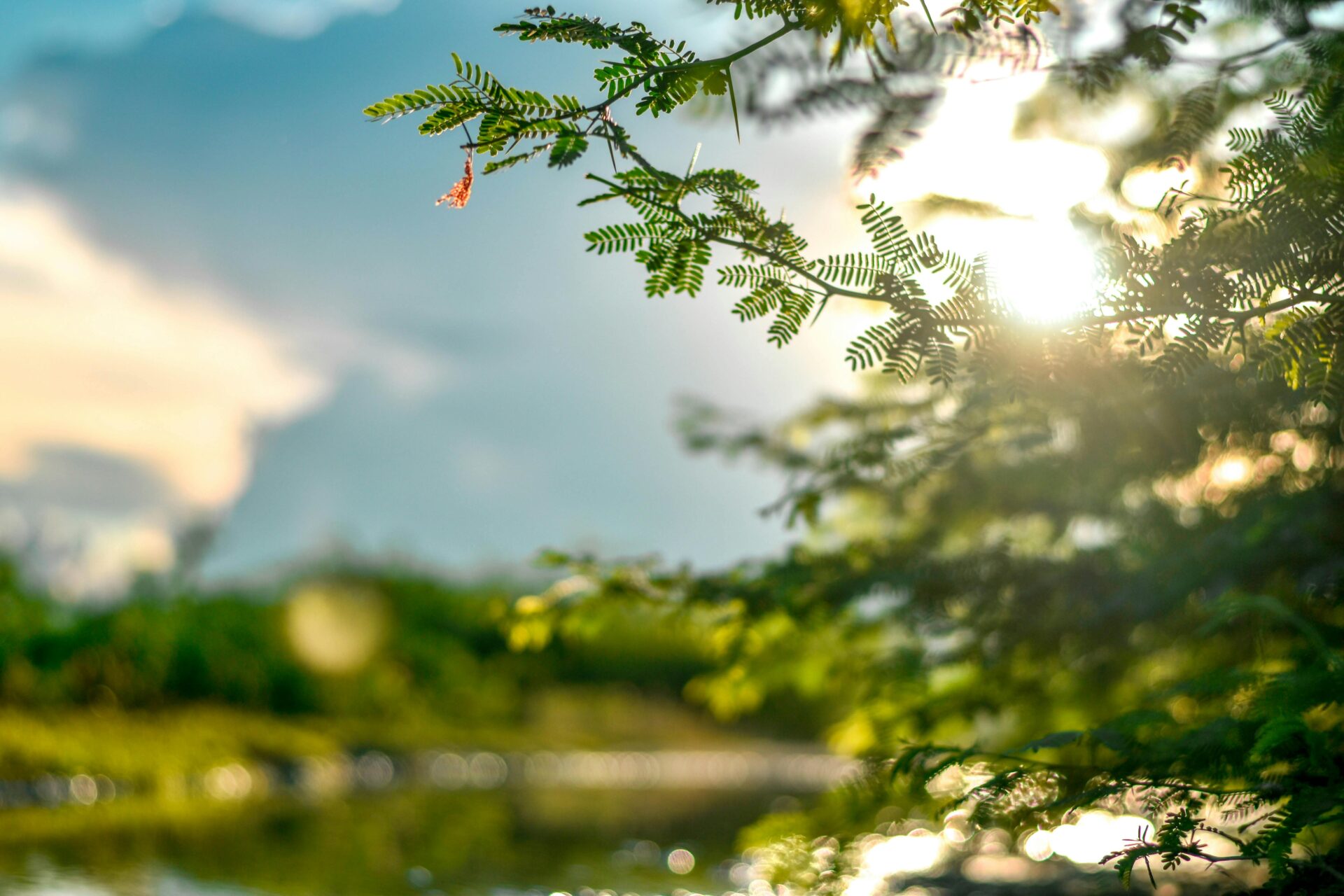 Peaceful nature scene featuring sunlight filtering through leaves with a soft bokeh effect.