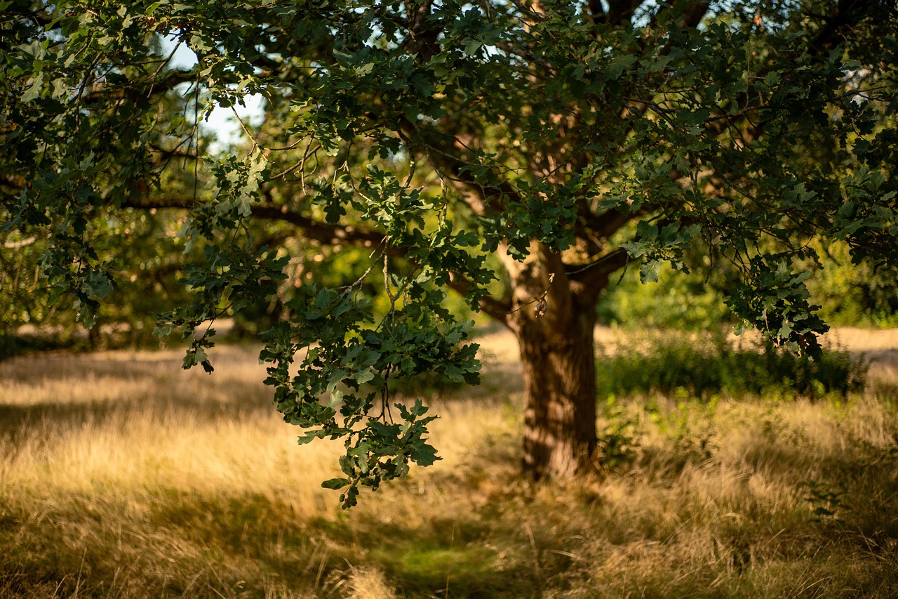 oak, tree, forest, meadow, fall, grass, nature, big tree, sunlight
