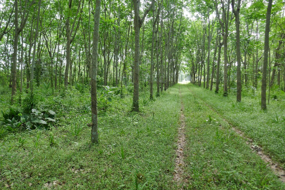 A serene forest path surrounded by tall green trees and lush vegetation.