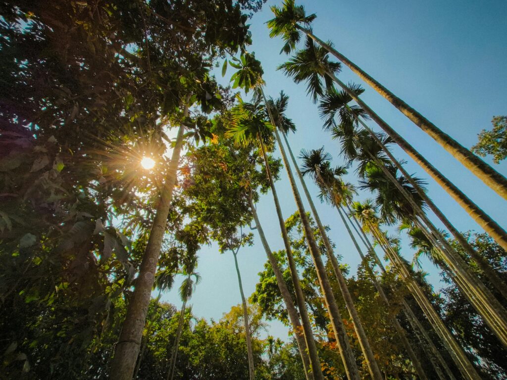 Tall areca nut trees reaching towards the clear blue sky with sunlight filtering through in Baidyabati, India.