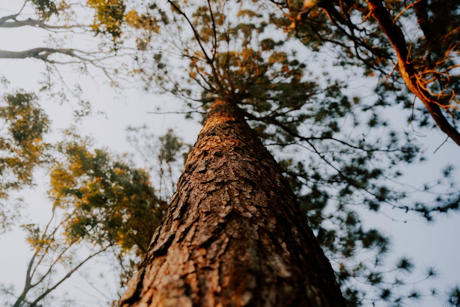 Dramatic upward view of tall trees with sunlight filtering through the leaves.