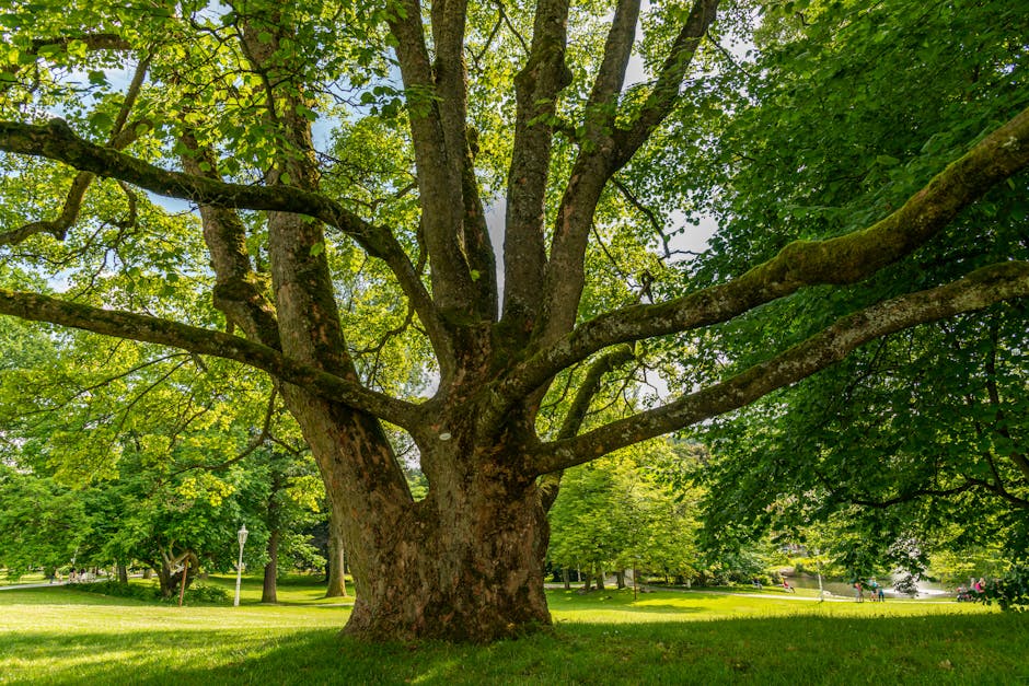 A wide-angled view of a vibrant park showcasing a majestic tree with sprawling branches under a bright sunny sky.