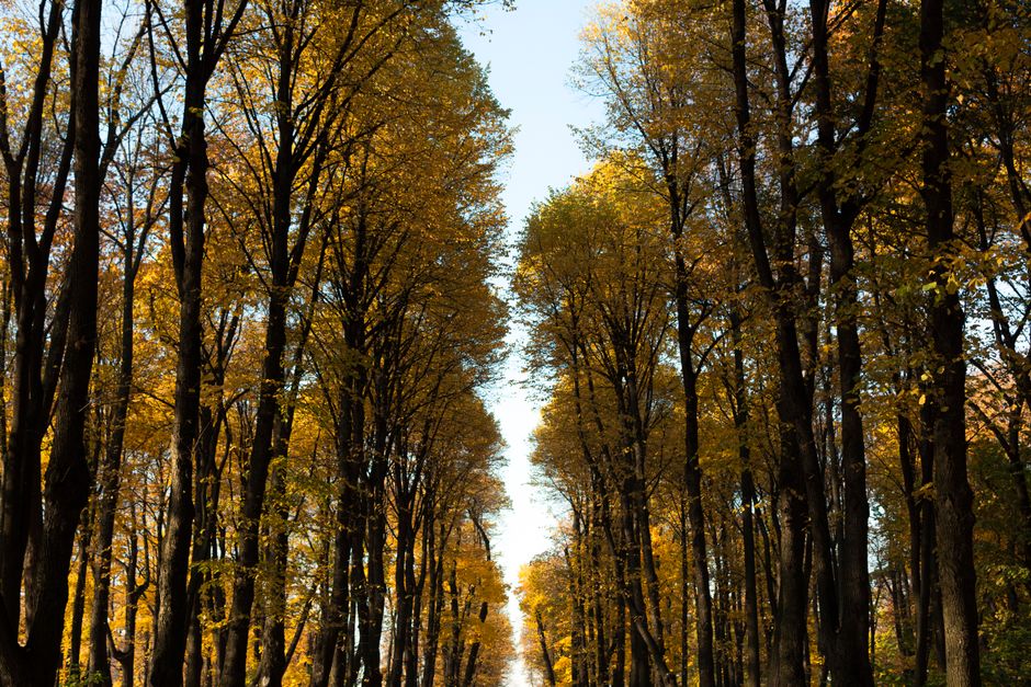 Tall trees with yellow leaves line a tranquil pathway in a park during autumn.