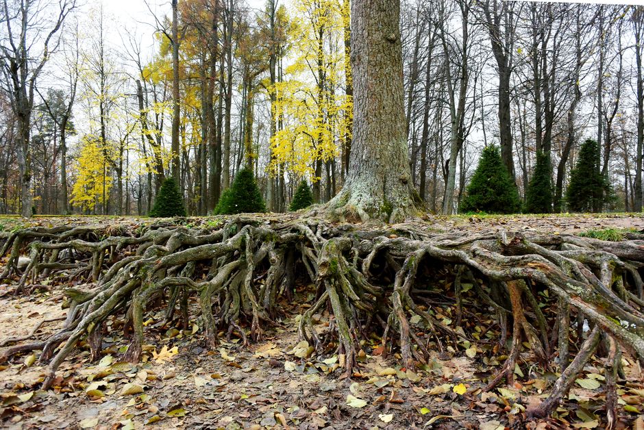 Vibrant roots exposed beneath a tree in an autumn forest in Saint Petersburg, Russia.