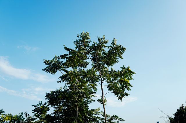 Tall trees with green leaves reaching into a clear blue sky captured on a sunny day.