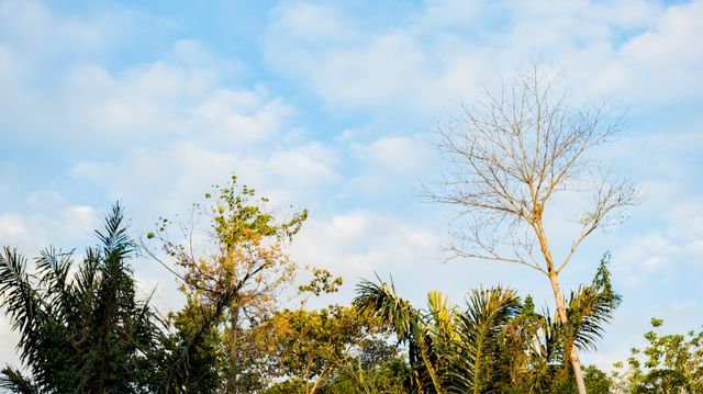 From below of green branches of tropical trees growing in nature against cloudy blue sky in sunny day