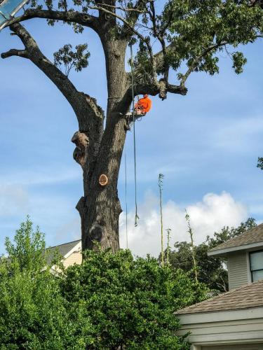 Houston Tree Service 1-min (1)