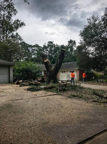 Houston Tree Service