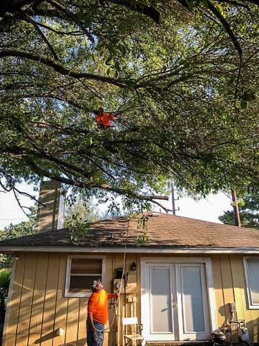Houston Tree Service 29-min (1)