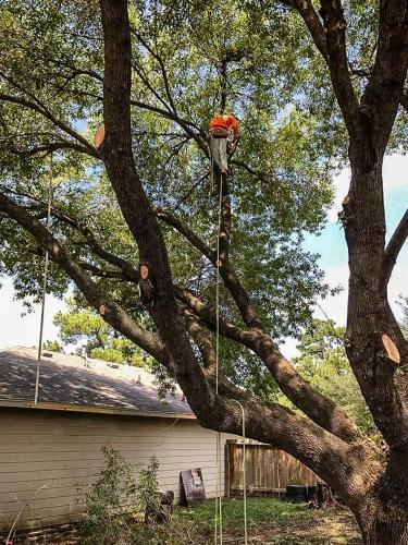 Houston Tree Service 31-min (1)