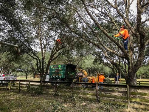 Houston Tree Removal