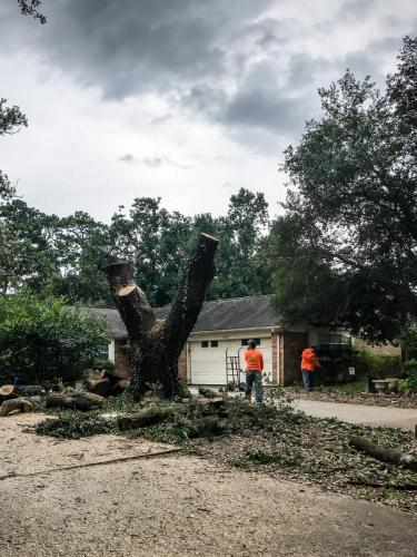 Houston Tree Service